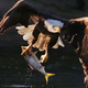 Illustration for article titled Trump Administration Guts Endangered Species Act
